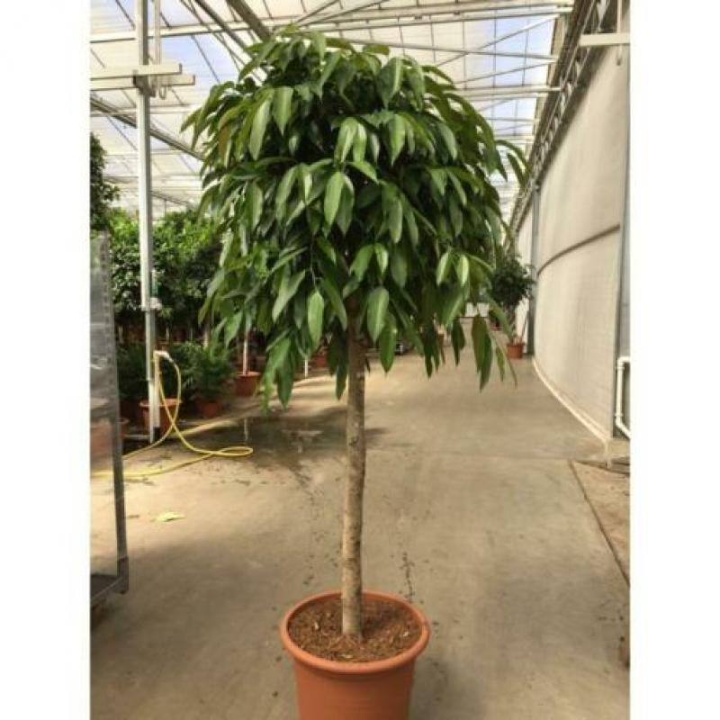 Ficus 'amstel King' 390-400cm art26586