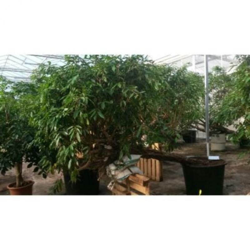 Ficus 'amstel King' 390-400cm art26586