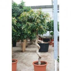 Ficus 'amstel King' 390-400cm art26586