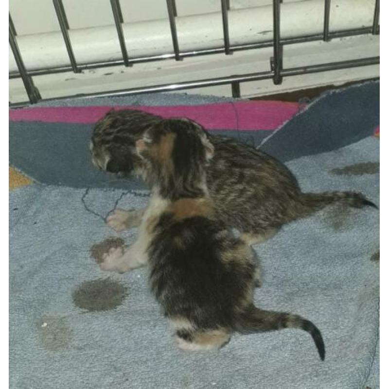 2 mooie kittens geboren