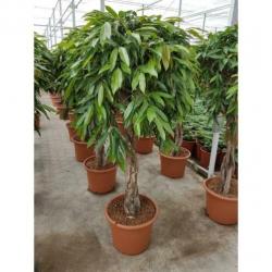 Ficus 'amstel King' 390-400cm art26586