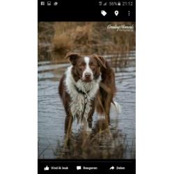 Dekreu border collie chocolate