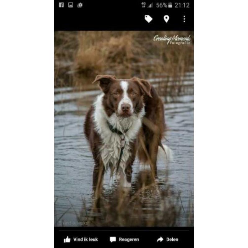 Dekreu border collie chocolate