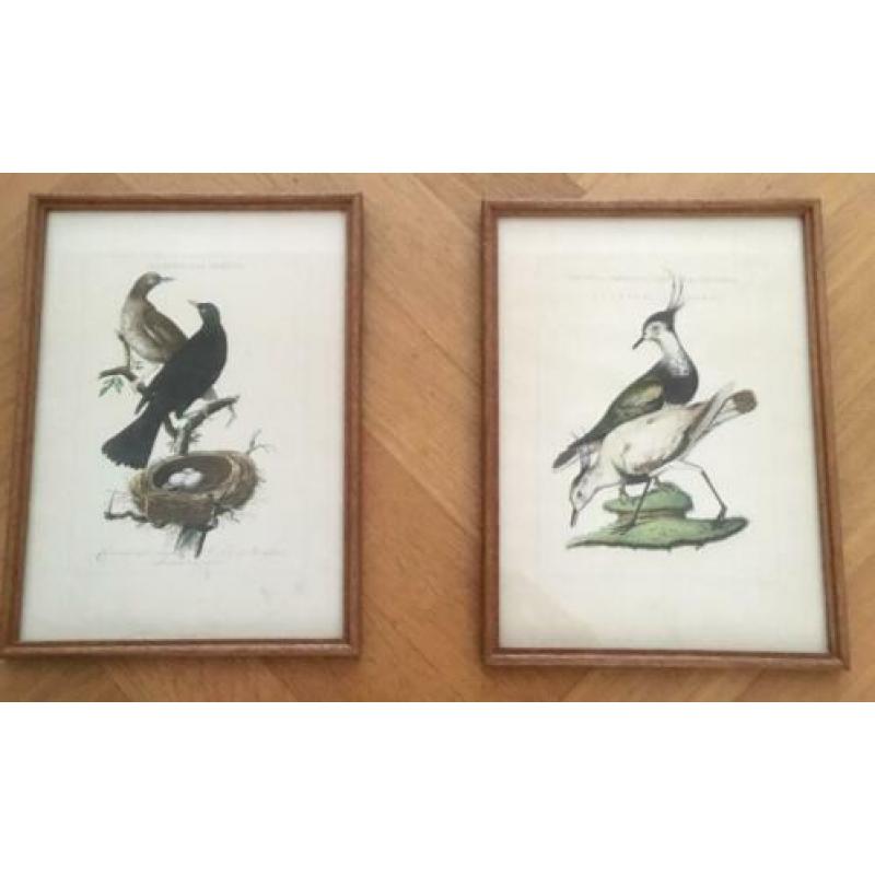 Twee antieke vogel lithografieën