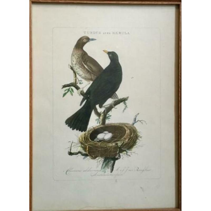 Twee antieke vogel lithografieën