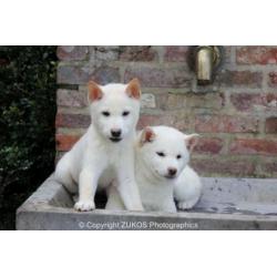 shiba inu pups