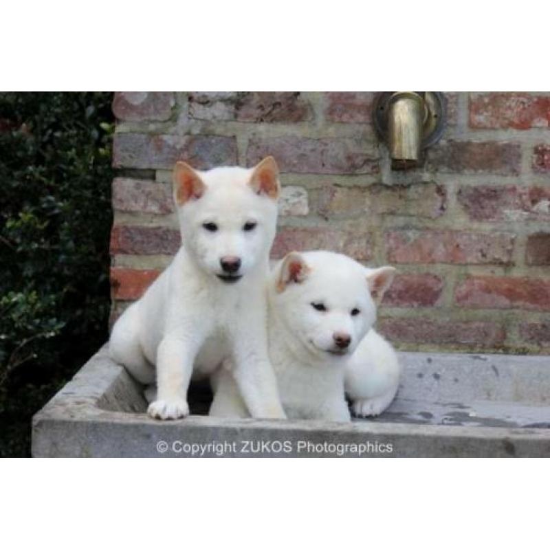 shiba inu pups