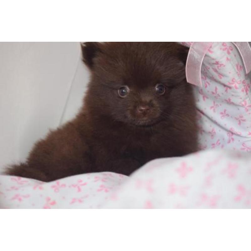 Prachtige choco pups pomeranian dwergkees pomeriaan