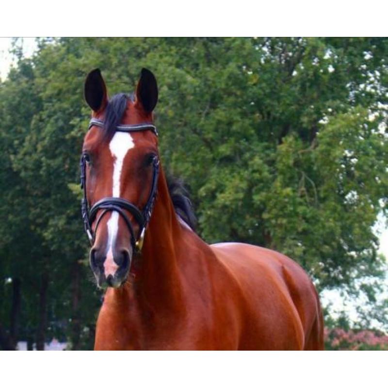 Talentvolle en brave merrie Chippendale x Lancelot