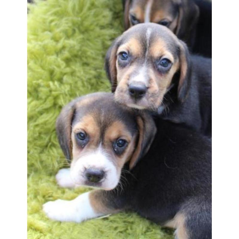 beagle pups