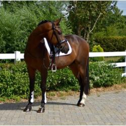 Te koop 8 jarige sportruin