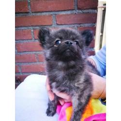 Pomchi puppy teefje Zwart/Lilia Brindel 10 weken oud