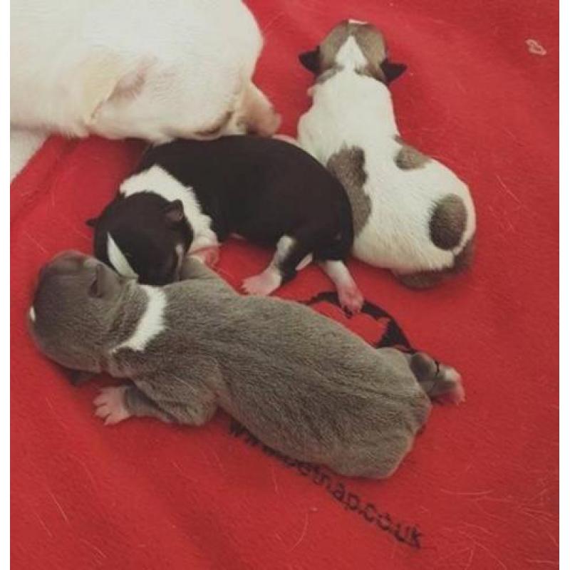 Mooie Chihuahua Puppies beschikbaar om te verkopen