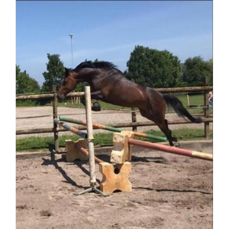 Te koop 8 jarige sportruin