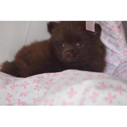 Prachtige choco pups pomeranian dwergkees pomeriaan