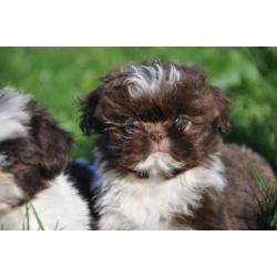 chocolade bonte shih tzu shihtzu shitzu pups