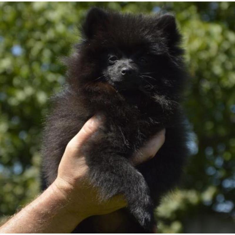 Pomeriaantjes pups zoeken thuis!