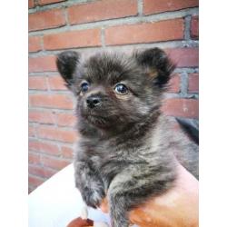 Pomchi puppy teefje Zwart/Lilia Brindel 10 weken oud