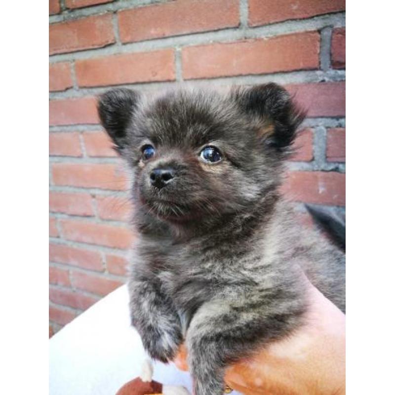 Pomchi puppy teefje Zwart/Lilia Brindel 10 weken oud