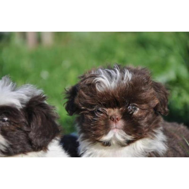 chocolade bonte shih tzu shihtzu shitzu pups