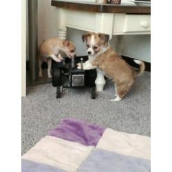 jack Russel x Chihuahua puppy's