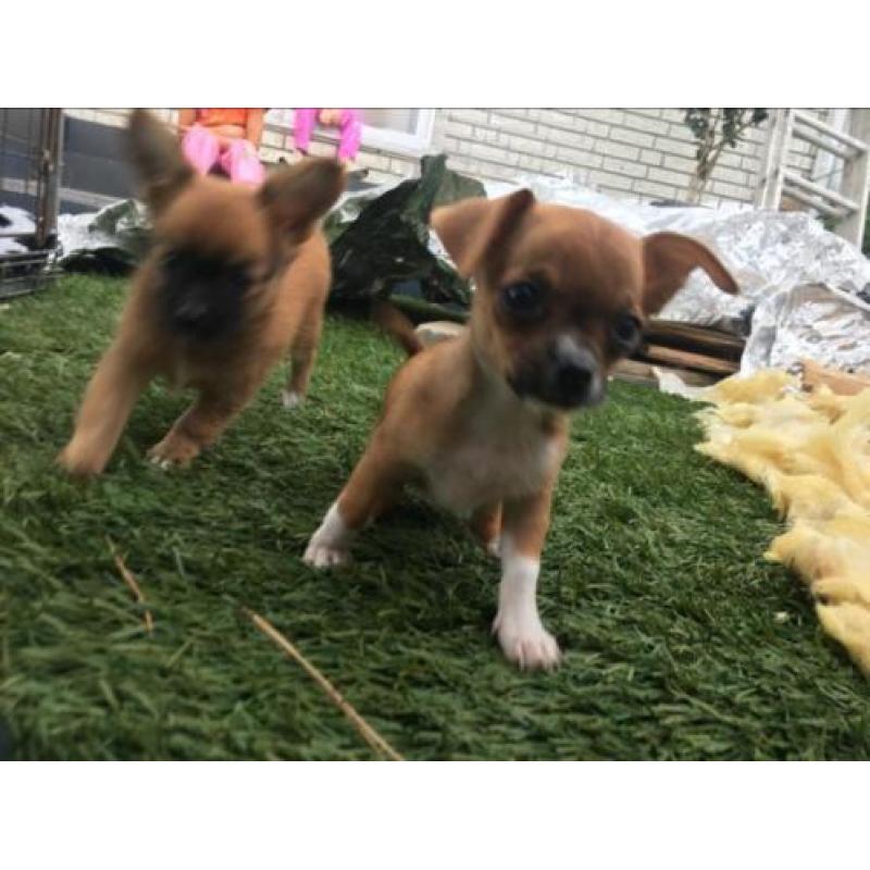 2 chihuahua teefjes