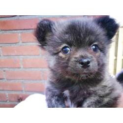 Pomchi puppy teefje Zwart/Lilia Brindel 10 weken oud