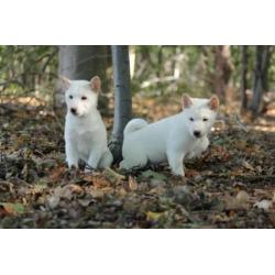 shiba inu pups