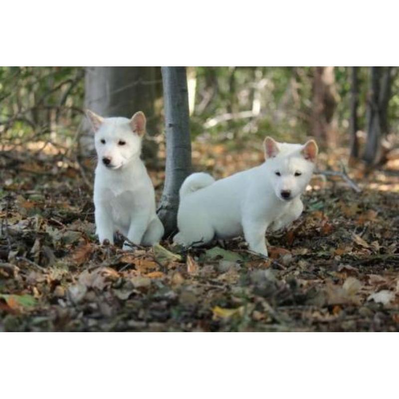 shiba inu pups