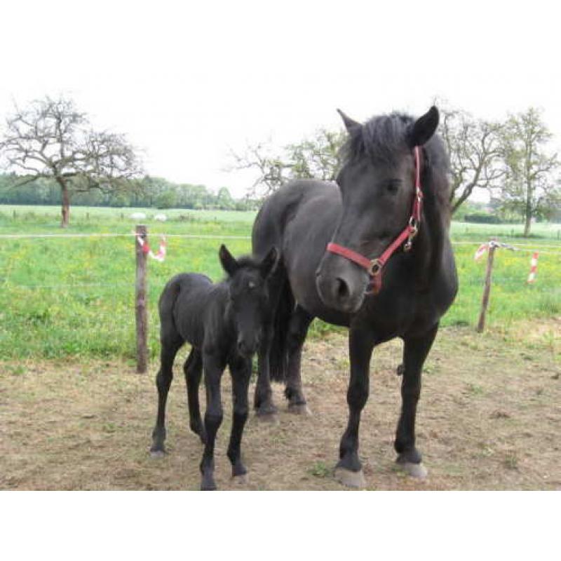 Merens, het zwarte paard uit Frankrijk.