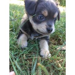 Langharige blauwe Chihuahua pup