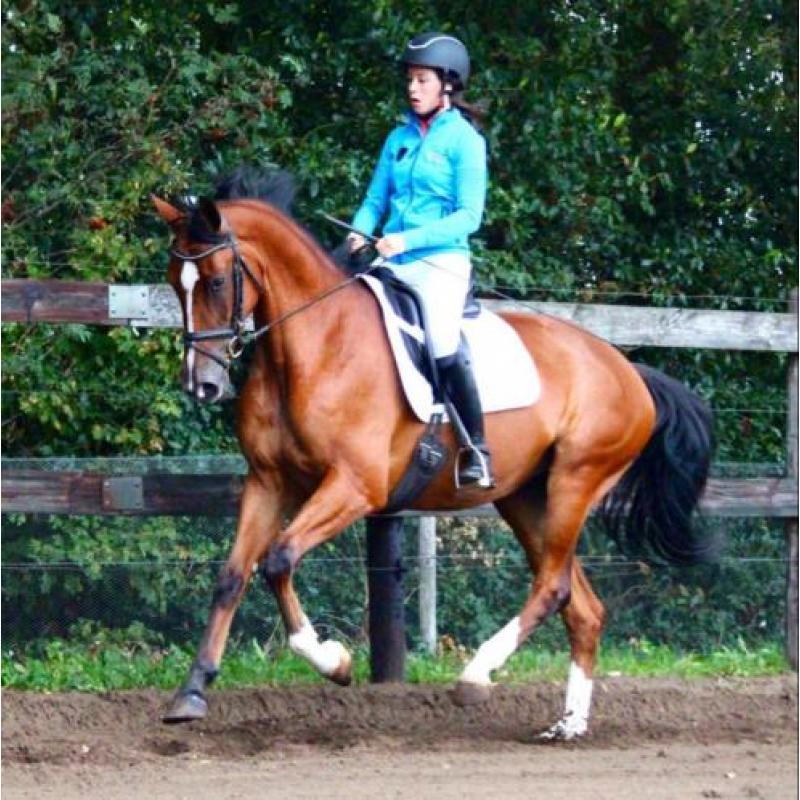 Talentvolle en brave merrie Chippendale x Lancelot