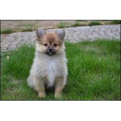 Keeshond pups