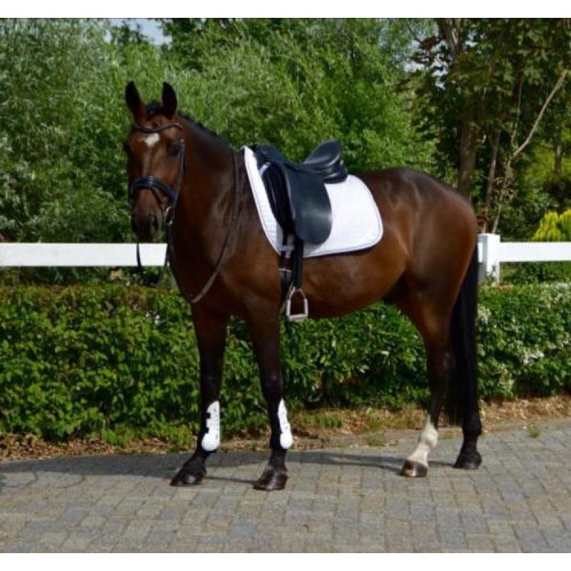 Te koop 8 jarige sportruin