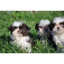 chocolade bonte shih tzu shihtzu shitzu pups