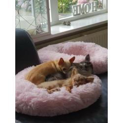 Donut met dekentje voor chihuahua pomerian terriër sphynx