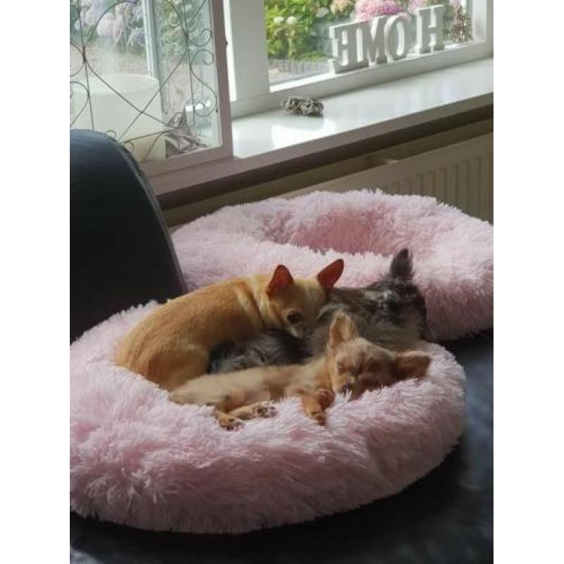 Donut met dekentje voor chihuahua pomerian terriër sphynx