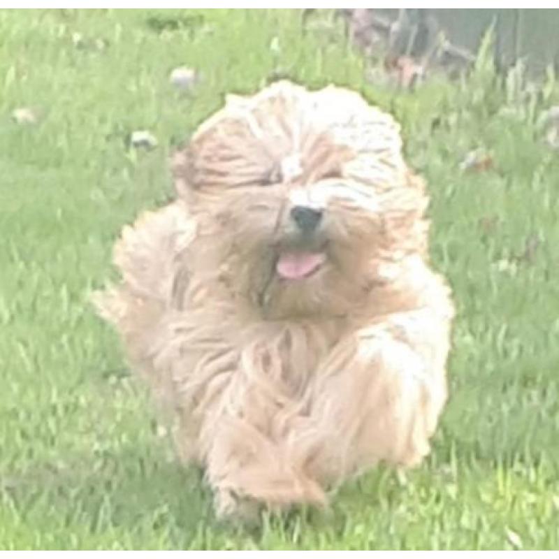 Lhasa apso teefje met stamboom