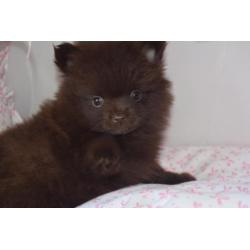 Prachtige choco pups pomeranian dwergkees pomeriaan