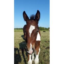 Drie jarige, 3 jaarlingen en (bonte) veulens (zie foto's)