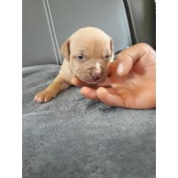 Amerikaanse pitbull pups !