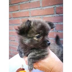 Pomchi puppy teefje Zwart/Lilia Brindel 10 weken oud