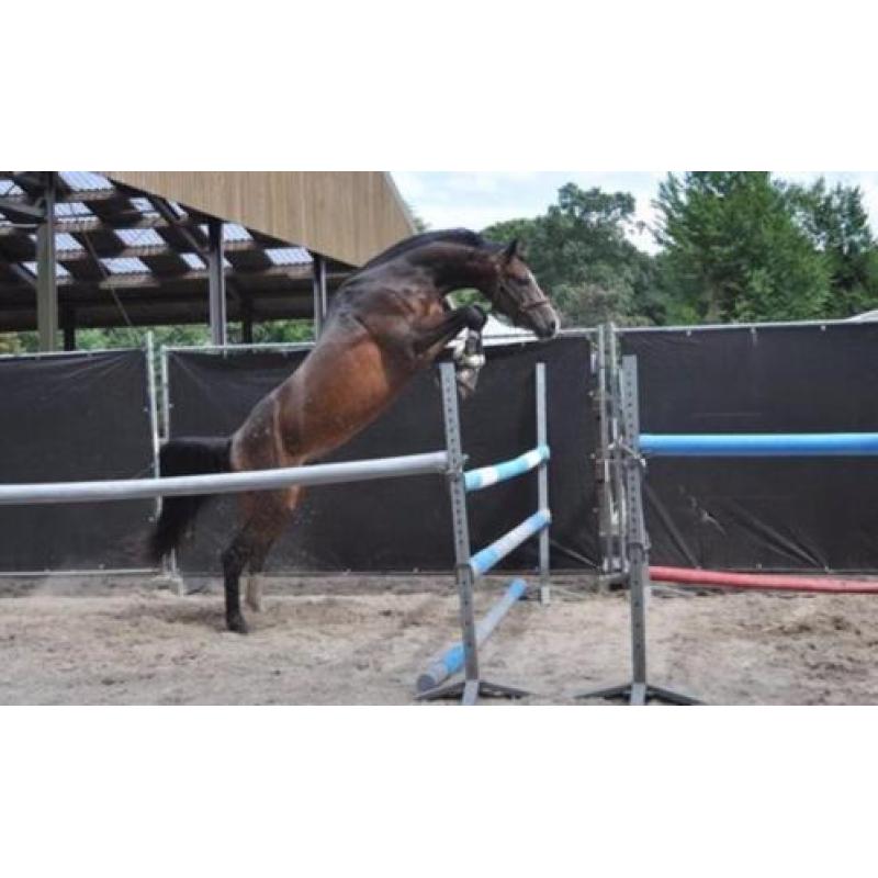 Jonge talentvolle spring- en dressuurpaarden te koop