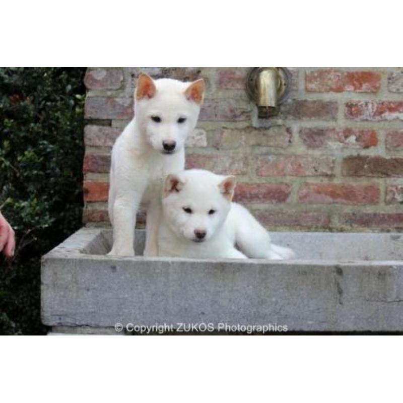 shiba inu pups