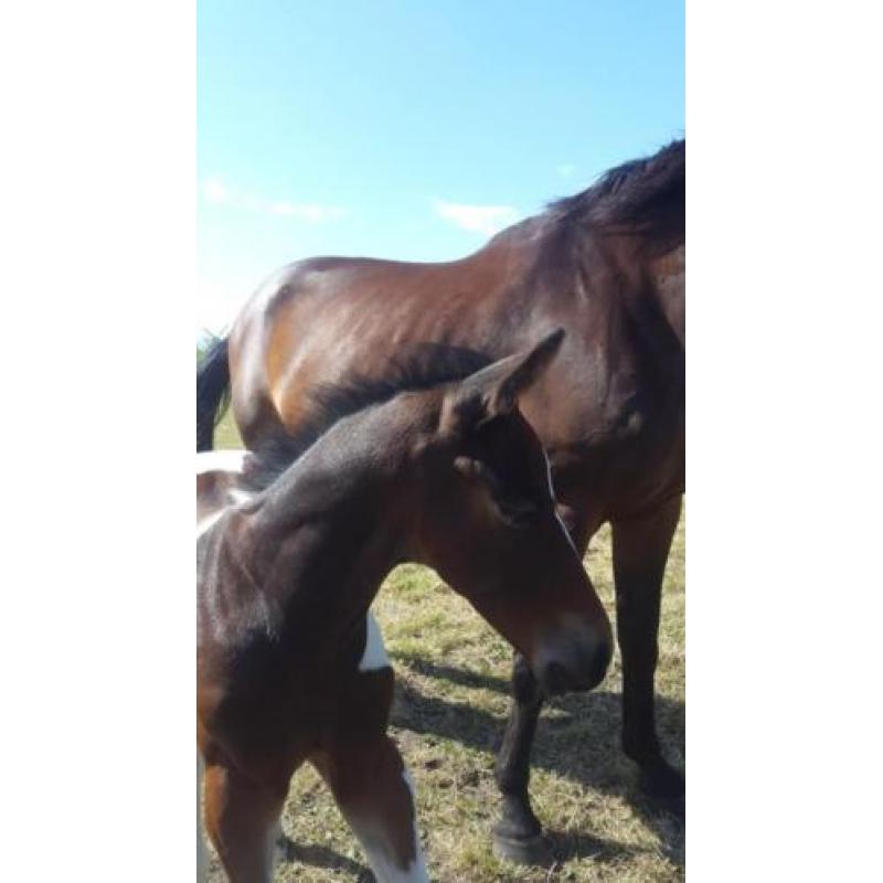 Drie jarige, 3 jaarlingen en (bonte) veulens (zie foto's)