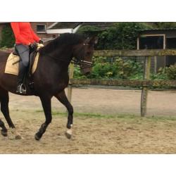 Mooie en brave 6-jarige merrie Apache x Jetset D