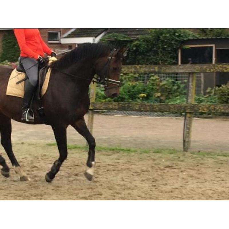 Mooie en brave 6-jarige merrie Apache x Jetset D