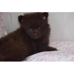 Prachtige choco pups pomeranian dwergkees pomeriaan