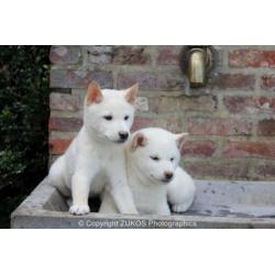 shiba inu pups