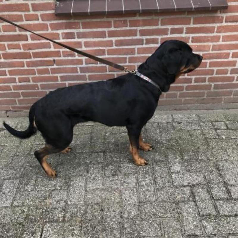 Rottweiler